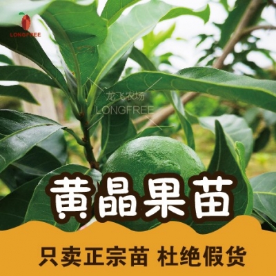 黄晶果苗