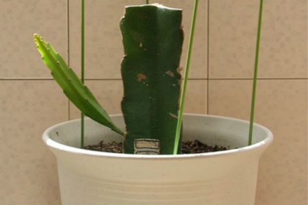 火龙果怎么种植方法